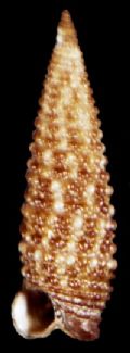 Pogonodos&nbsp;pseudocanaricus